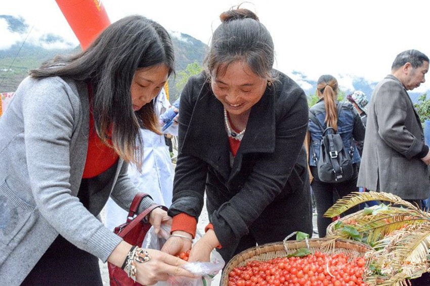 櫻桃紅了，老百姓笑了