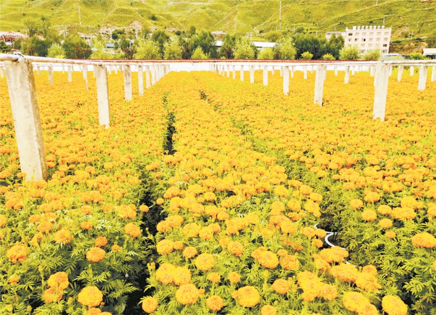 圖為萬(wàn)壽菊.jpg 圖為萬(wàn)壽菊.jpg