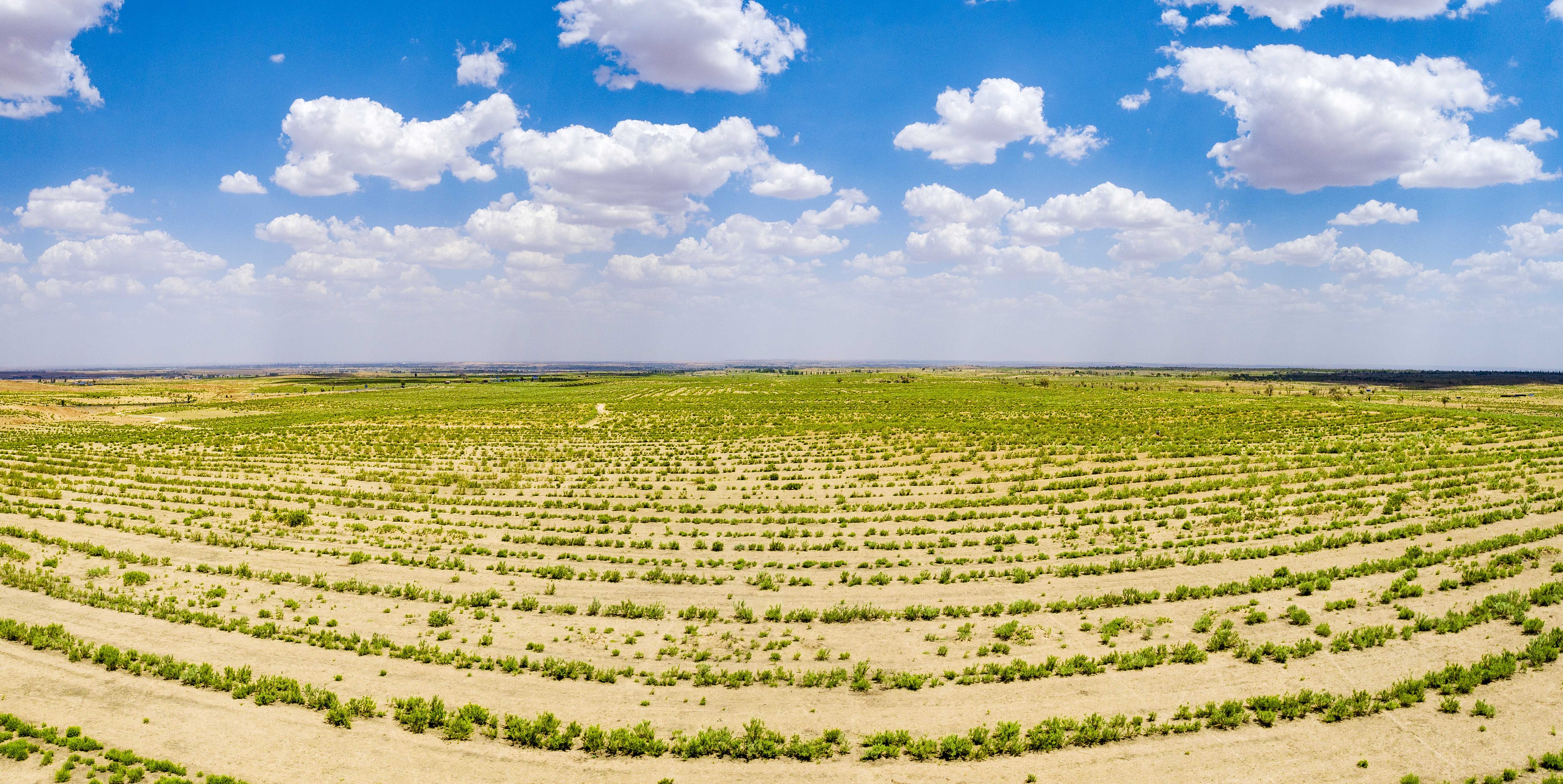 2023年6月7日，內蒙古鄂爾多斯，毛烏素沙漠。