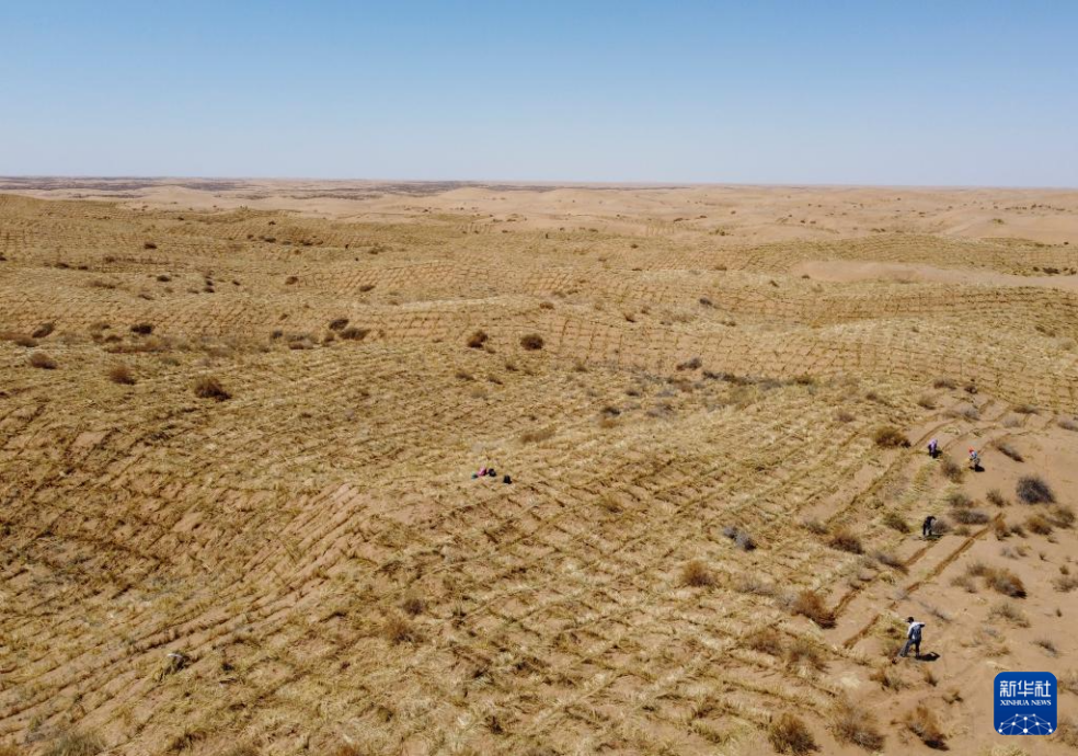 2024年4月10日，群眾在古浪縣八步沙林場麻黃塘沙區(qū)用草方格壓沙。新華社發(fā)（無人機照片）