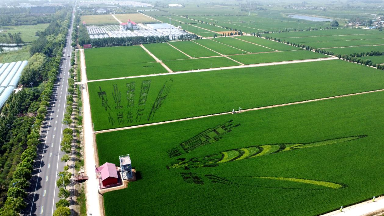 俯瞰小崗村高標準農(nóng)田。鳳陽縣委宣傳部供圖